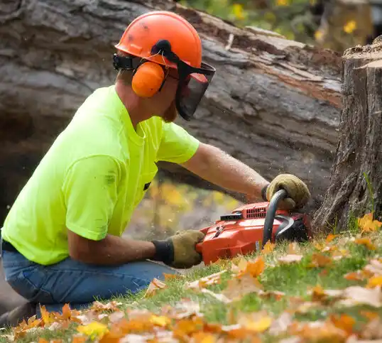 tree services Florida